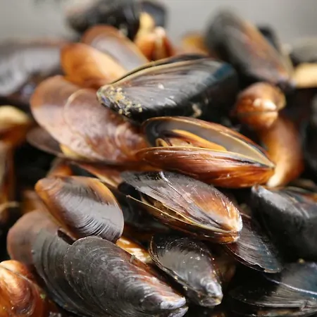 Морски Бряг מלון דירות